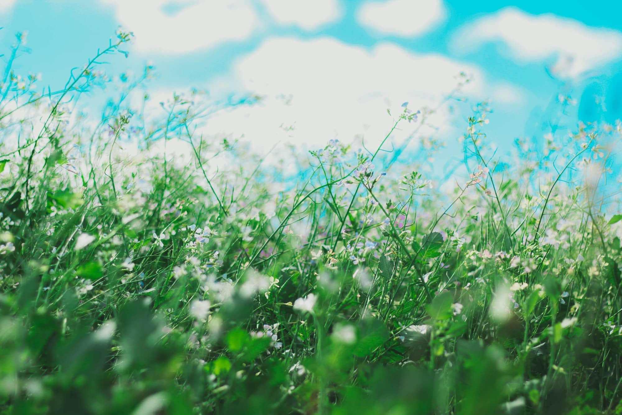 seasonal allergies - flowers in a field - high pollen count